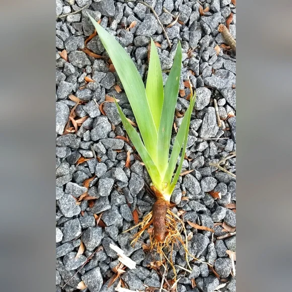 5 for 15$ Bearded Iris Rhizomes - Purple - Picture 7 of 14